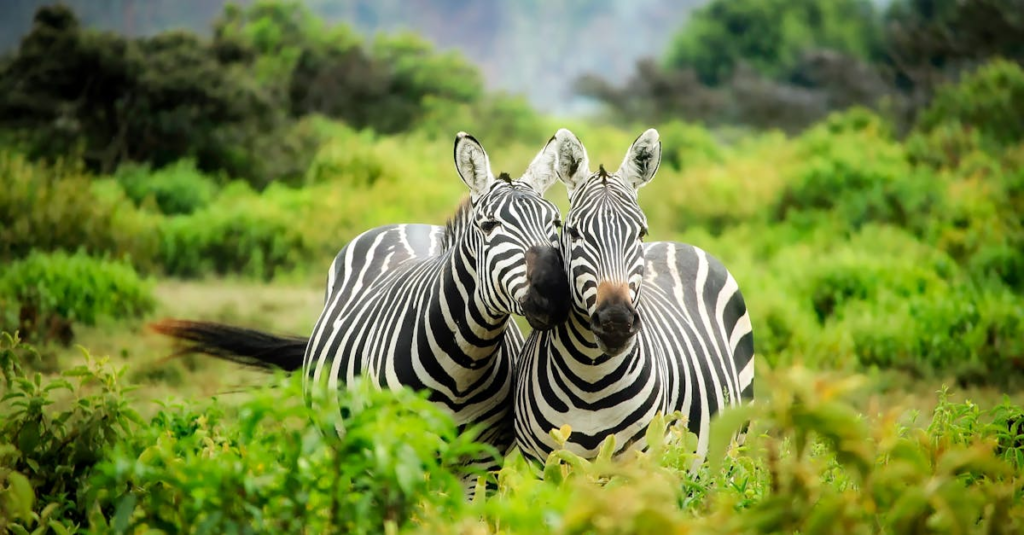 plan a botswana safari trip