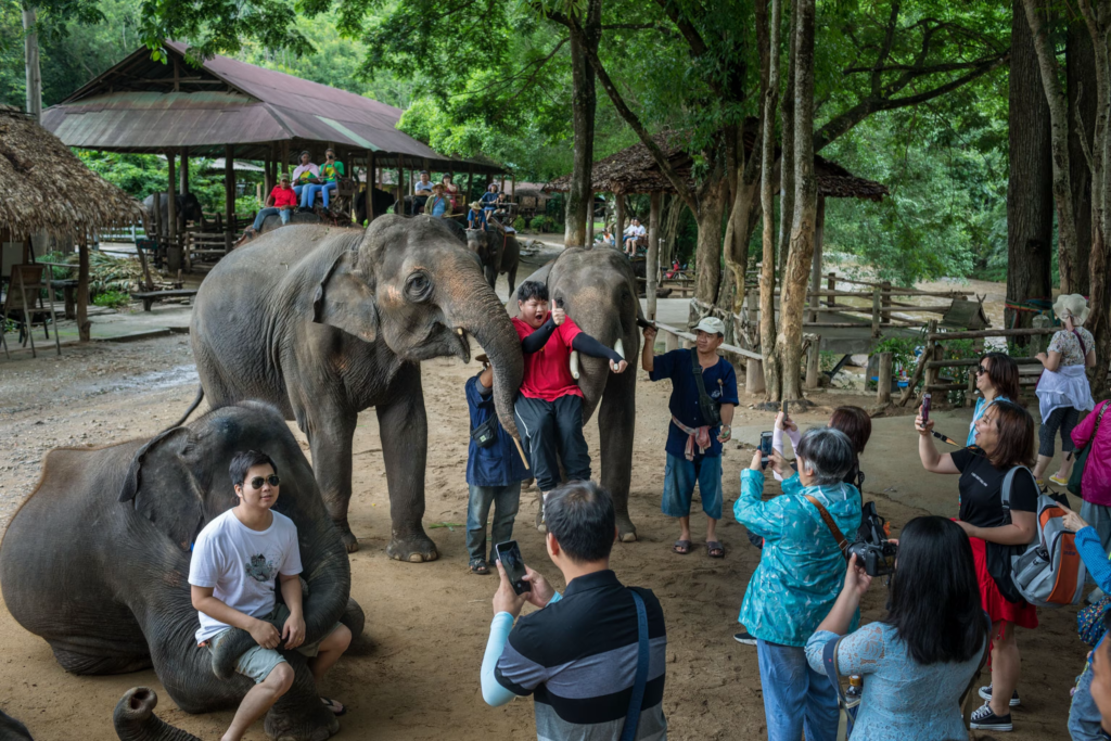 irresponsible wildlife tourism issues
