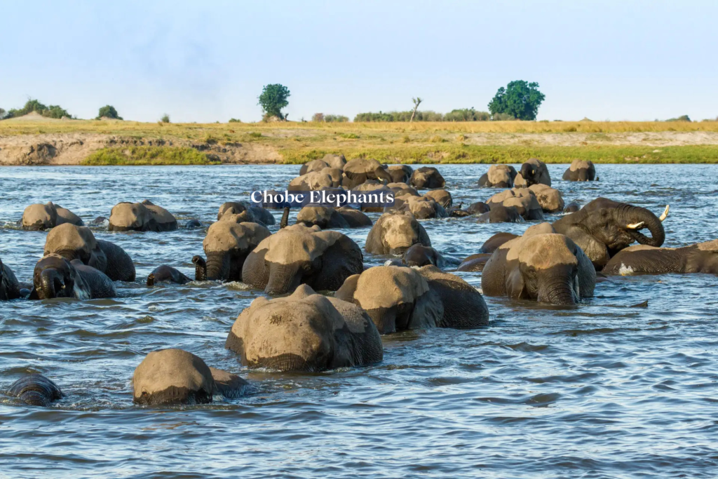 Chobe elephants