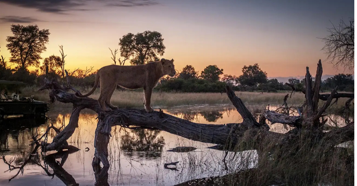 lion at the okavango delta