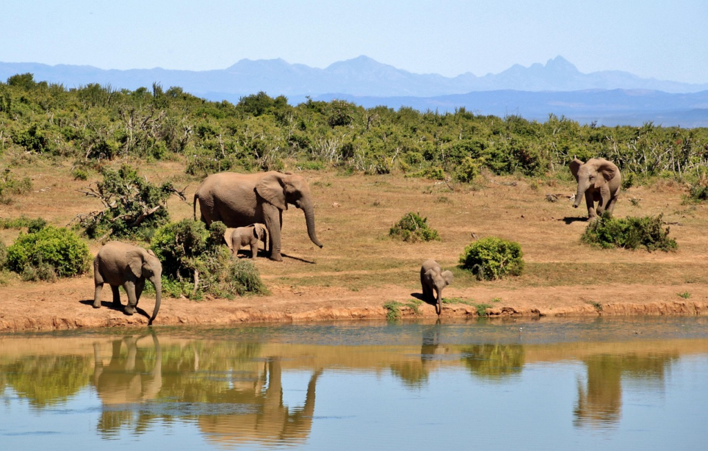 elephants calves at a water hole