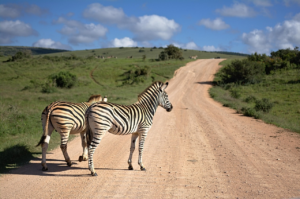 Zebras on a gravel road during a first Botswana safari