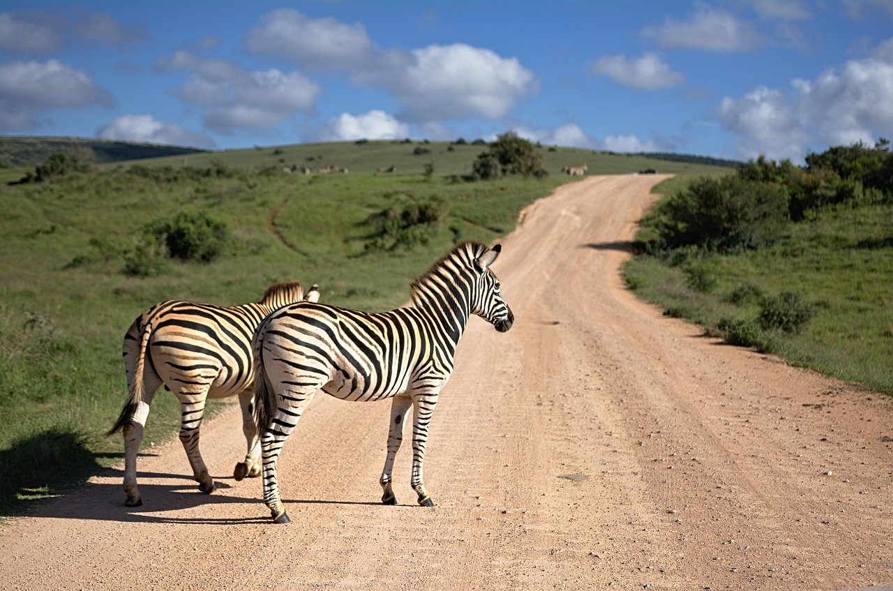 Zebras on a gravel road during a first Botswana safari