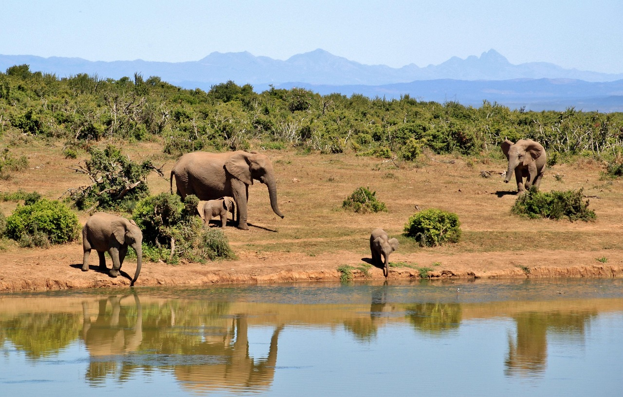 Elephant herd drinking at a waterhole in Botswana