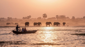 elephants in chobe river
