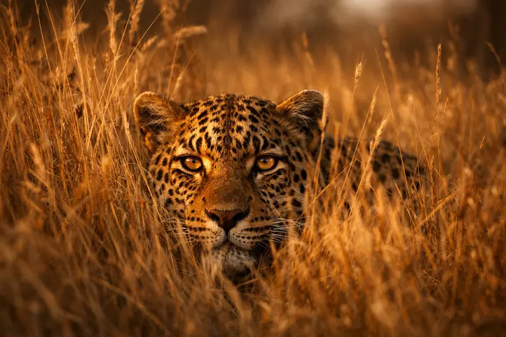 Leopard in Botswana savanna