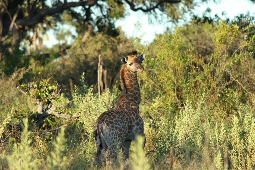 A young giraffe calf stands gracefully in a lush savanna landscape, capturing the essence of wildlife photography.