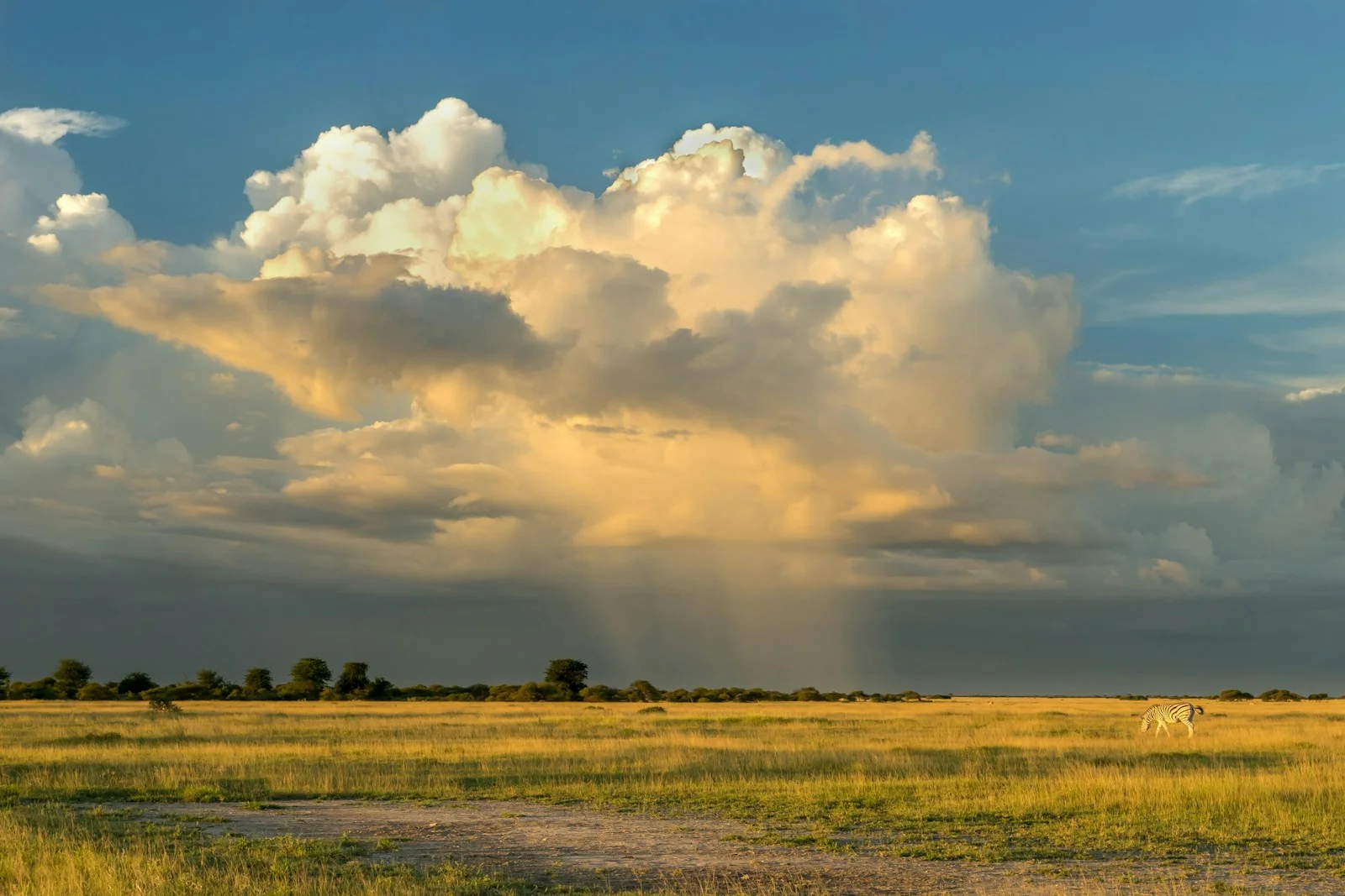 Zebra grazing on green Botswana savanna under a big sky, a scene typical of the green season